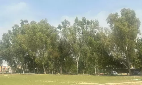 Gurugram में पेड़ लगाने पर NGT ने कसा शिकंजा, जांच जारी