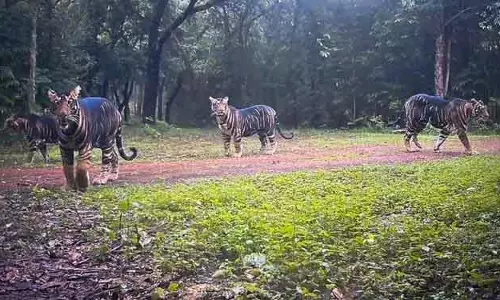 Similipal ने नवजात काले बाघ शावकों की दुर्लभ छवि जारी की