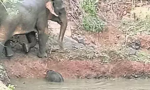 Angul कीचड़ भरे तालाब में फंसे हाथी के बच्चे को बचाया गया
