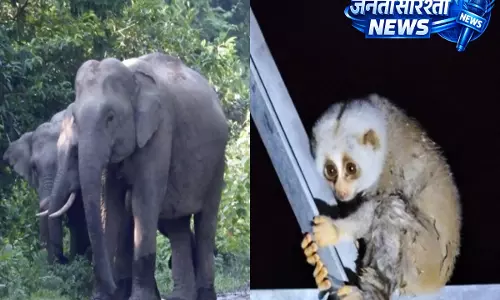 Assam के अपर देहिंग जंगल में तेल ड्रिलिंग को लेकर विवाद, समीक्षा की मांग