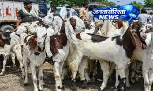 बकरीद पर बकरों की कुर्बानी, मटन की खपत में बढ़ोतरी