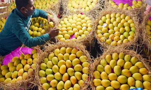 एयर इंडिया का मैंगो एक्सप्रेस Mumbai से वैश्विक आम बाजार के लिए रवाना