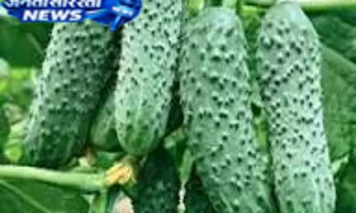 देसी या हाइब्रिड खीरा खरीदने से पहले जान लें इनके फायदे