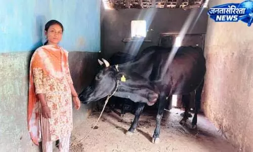 सरस्वती पैंकरा उन्नत नस्ल की गाय पालन से बनी आत्मनिर्भर