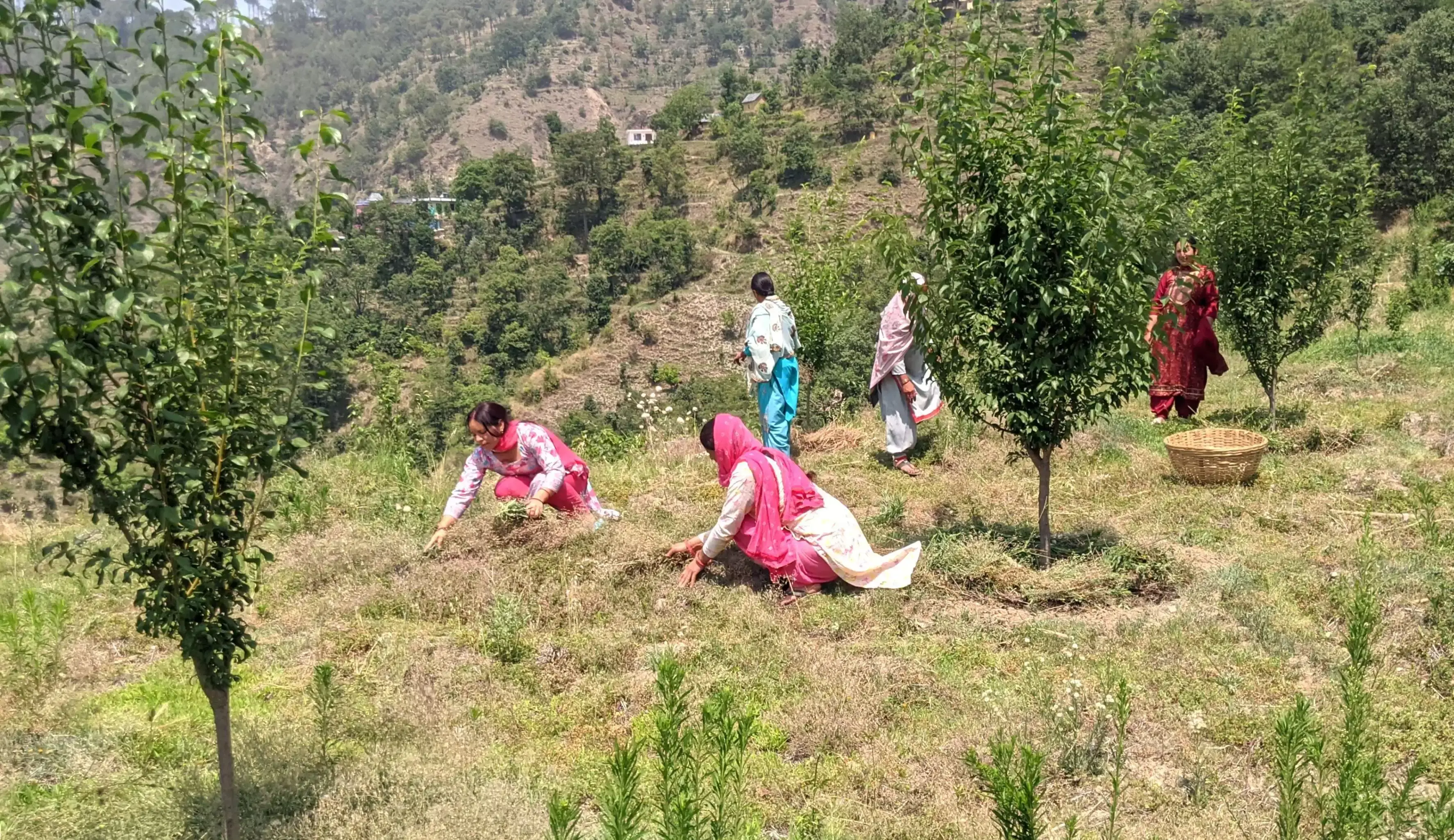 Mandi: महाराष्ट्र की मंडियों में छाया हिमाचली प्लम, किसानों में उत्साह Mandi: महाराष्ट्र की मंडियों में छाया हिमाचली प्लम, किसानों में उत्साह