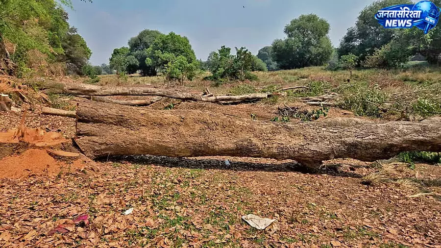 नेशनल शुगर इंस्टीट्यूट में पेड़ों की अवैध कटाई, डायरेक्टर समेत पांच के खिलाफ FIR दर्ज नेशनल शुगर इंस्टीट्यूट में पेड़ों की अवैध कटाई, डायरेक्टर समेत पांच के खिलाफ FIR दर्ज