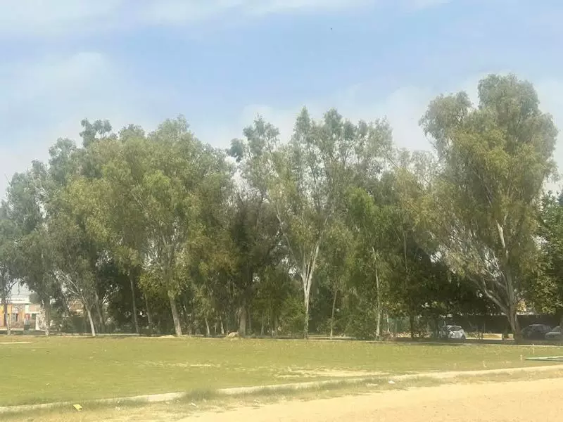 Gurugram में पेड़ लगाने पर NGT ने कसा शिकंजा, जांच जारी Gurugram में पेड़ लगाने पर NGT ने कसा शिकंजा, जांच जारी