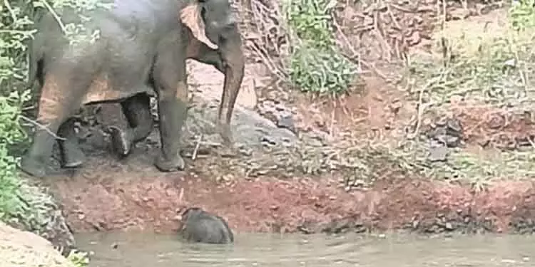 Angul कीचड़ भरे तालाब में फंसे हाथी के बच्चे को बचाया गया Angul कीचड़ भरे तालाब में फंसे हाथी के बच्चे को बचाया गया