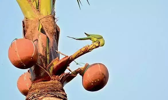 Telangana: आबकारी टीम ने मिलावटी ताड़ी बनाने में इस्तेमाल होने वाले पदार्थ जब्त किए Telangana: आबकारी टीम ने मिलावटी ताड़ी बनाने में इस्तेमाल होने वाले पदार्थ जब्त किए