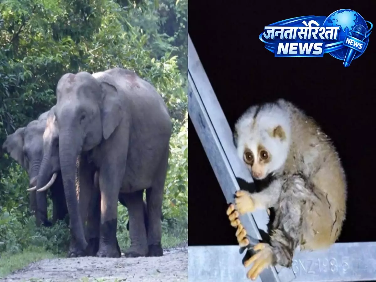 Assam के अपर देहिंग जंगल में तेल ड्रिलिंग को लेकर विवाद, समीक्षा की मांग Assam के अपर देहिंग जंगल में तेल ड्रिलिंग को लेकर विवाद, समीक्षा की मांग