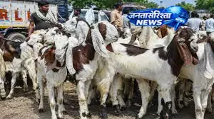 बकरीद पर बकरों की कुर्बानी, मटन की खपत में बढ़ोतरी बकरीद पर बकरों की कुर्बानी, मटन की खपत में बढ़ोतरी