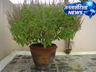 वास्तु के अनुसार बालकनी में पौधे रखें, घर में बढ़े शांति और समृद्धि वास्तु के अनुसार बालकनी में पौधे रखें, घर में बढ़े शांति और समृद्धि