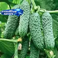 देसी या हाइब्रिड खीरा खरीदने से पहले जान लें इनके फायदे देसी या हाइब्रिड खीरा खरीदने से पहले जान लें इनके फायदे