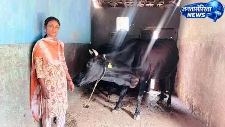 सरस्वती पैंकरा उन्नत नस्ल की गाय पालन से बनी आत्मनिर्भर सरस्वती पैंकरा उन्नत नस्ल की गाय पालन से बनी आत्मनिर्भर