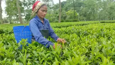 Assam: डेक्कियाजुली टी एस्टेट ने चाय की नीलामी में कैसे इतिहास रचा