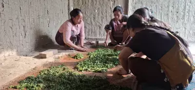 Assam: जलवायु चुनौतियों के बीच कार्बी महिला चाय किसानों ने दिखाई मजबूती और नवाचार Assam: जलवायु चुनौतियों के बीच कार्बी महिला चाय किसानों ने दिखाई मजबूती और नवाचार