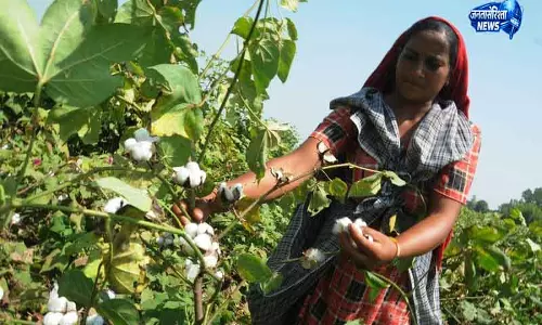 Haryana कपास की खेती में गिरावट