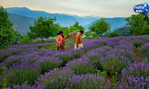 Jammu समय पर बारिश और अनुकूल मौसम से लैवेंडर की बंपर फसल हुई
