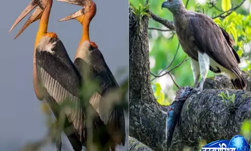 हिमंत बिस्वा सरमा का बयान: काजीरंगा में 45% शिकारी पक्षियों की मौजूदगी दर्ज हिमंत बिस्वा सरमा का बयान: काजीरंगा में 45% शिकारी पक्षियों की मौजूदगी दर्ज