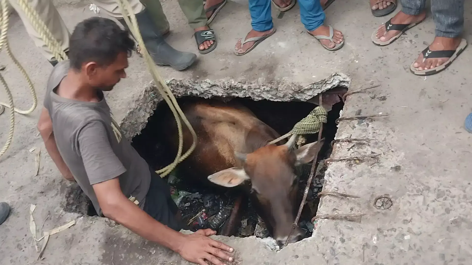 Hooghly: रिषड़ा में रेस्क्यू ऑपरेशन के बाद गाय को सुरक्षित बाहर निकाला गया Hooghly: रिषड़ा में रेस्क्यू ऑपरेशन के बाद गाय को सुरक्षित बाहर निकाला गया
