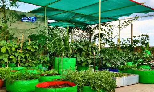 तेज धूप में पौधों की सुरक्षा कैसे करें? जानें जरूरी टिप्स