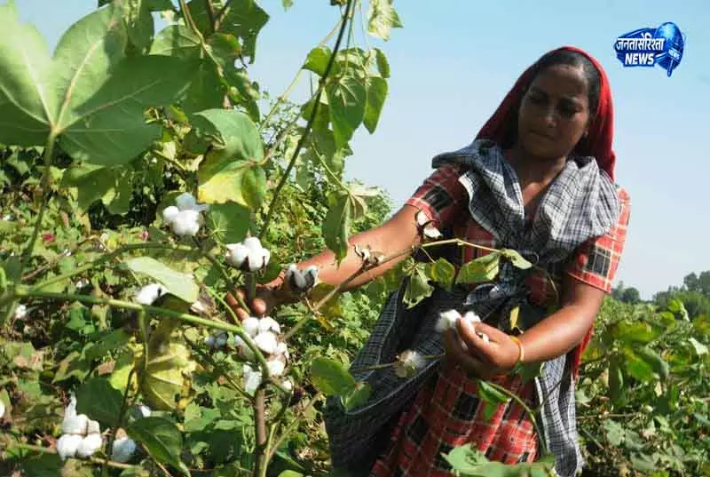 Haryana कपास की खेती में गिरावट Haryana कपास की खेती में गिरावट