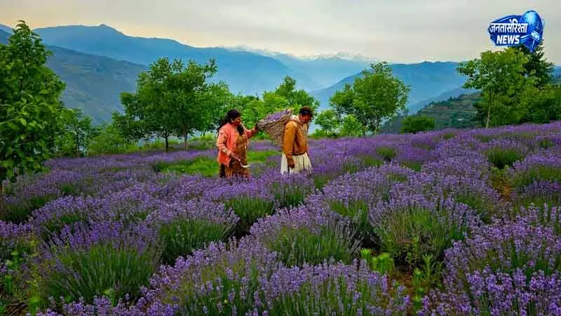 Jammu समय पर बारिश और अनुकूल मौसम से लैवेंडर की बंपर फसल हुई Jammu समय पर बारिश और अनुकूल मौसम से लैवेंडर की बंपर फसल हुई
