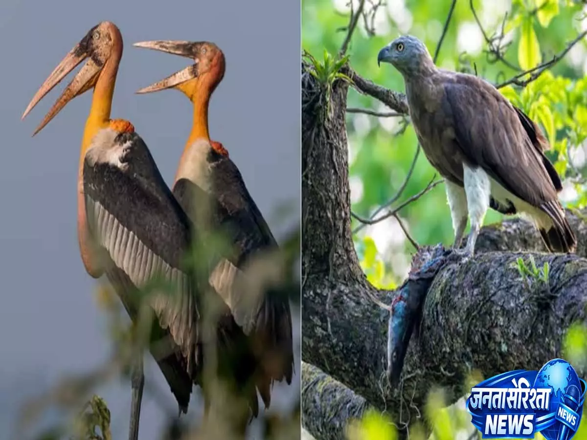 हिमंत बिस्वा सरमा का बयान: काजीरंगा में 45% शिकारी पक्षियों की मौजूदगी दर्ज हिमंत बिस्वा सरमा का बयान: काजीरंगा में 45% शिकारी पक्षियों की मौजूदगी दर्ज