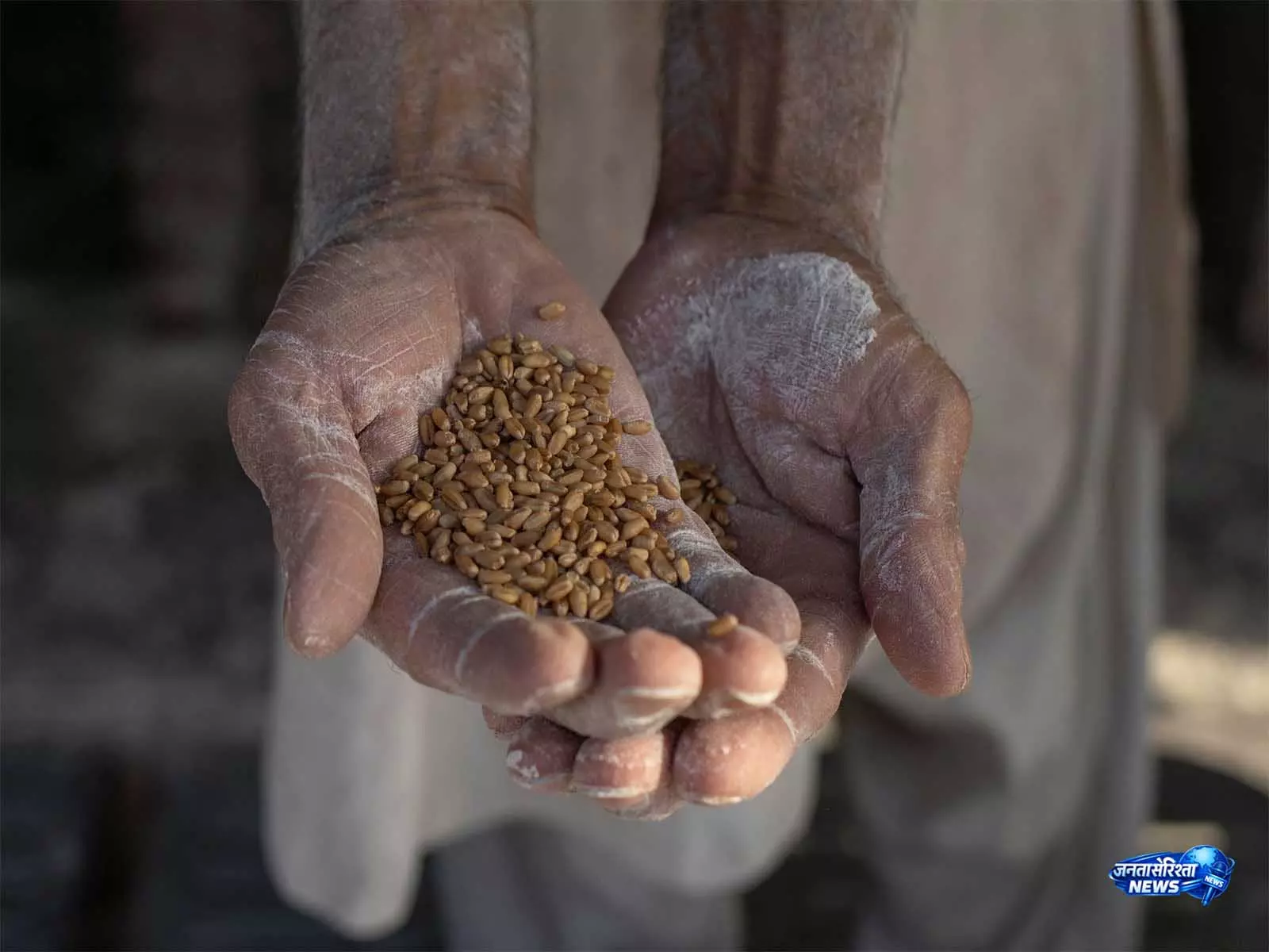 Sindh में गेहूं खरीद संकट से आटे की भारी किल्लत, प्रशासन पर उठे सवाल Sindh में गेहूं खरीद संकट से आटे की भारी किल्लत, प्रशासन पर उठे सवाल