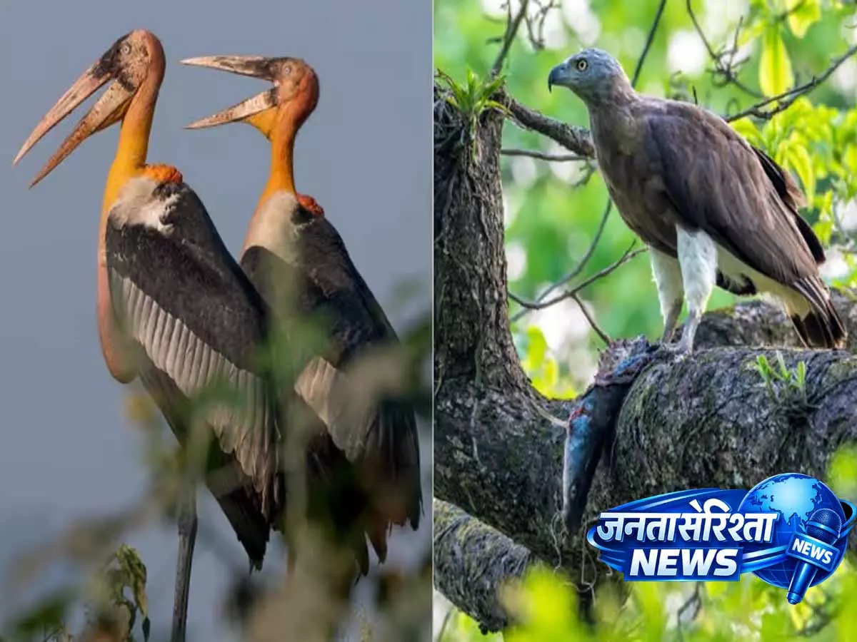 CM : काजीरंगा भारत की आठ सारस प्रजातियों में से छह का घर है, 45% शिकारी पक्षी CM : काजीरंगा भारत की आठ सारस प्रजातियों में से छह का घर है, 45% शिकारी पक्षी