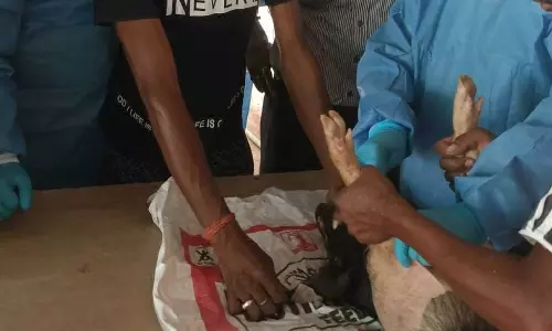 अंबिकापुर के सकालो पिग फार्म में देश का पहला अफ्रीकन स्वाइन फीवर वैक्सीन ट्रायल जारी अंबिकापुर के सकालो पिग फार्म में देश का पहला अफ्रीकन स्वाइन फीवर वैक्सीन ट्रायल जारी