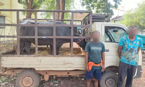 भैंसों को कत्लखाने ले जाते दो गिरफ्तार, चार पहिया वाहन जब्त