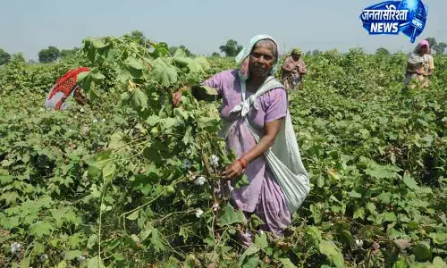 Haryana में कपास की मांग में गिरावट