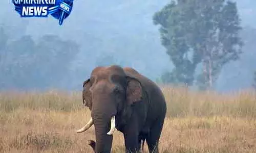Keonjhar हाथियों के हमले में दो लोगों की मौत Keonjhar हाथियों के हमले में दो लोगों की मौत