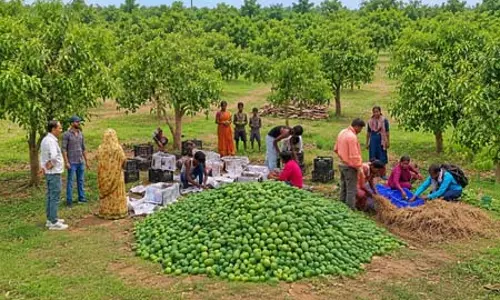 झारखंड से आमों का निर्यात शुरू, पहली खेप यूनाइटेड किंगडम भेजी गई