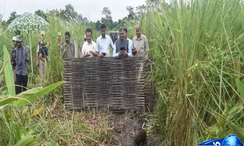 Assam के मानस घास के मैदानों में 9 साल बाद पिग्मी हॉग की वापसी