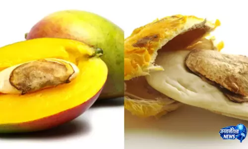 आम की गुठली से beauty में गजब, अपनाएं ये 6 टिप्स आम की गुठली से beauty में गजब, अपनाएं ये 6 टिप्स