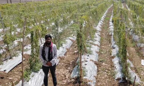 करेला उत्पादन से किसान दीपक की बढ़ी आय करेला उत्पादन से किसान दीपक की बढ़ी आय