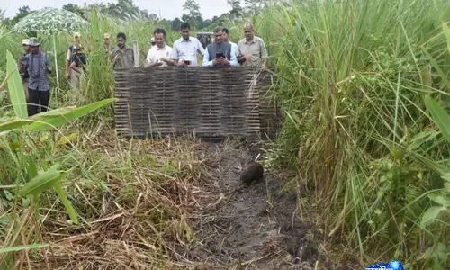 Assam: 15 और पिग्मी हॉग मानस नेशनल पार्क में अपने ऐतिहासिक घर लौटे Assam: 15 और पिग्मी हॉग मानस नेशनल पार्क में अपने ऐतिहासिक घर लौटे