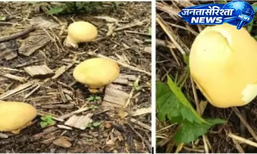 Arunachal के लोंगडिंग ज़िले में मिला चमकीला पीला पफबॉल मशरूम Arunachal के लोंगडिंग ज़िले में मिला चमकीला पीला पफबॉल मशरूम
