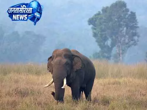 Keonjhar हाथियों के हमले में दो लोगों की मौत Keonjhar हाथियों के हमले में दो लोगों की मौत