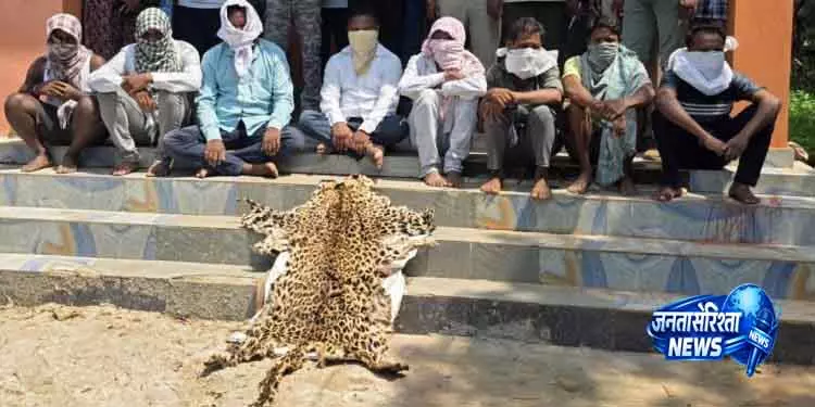 Kalyansinghpur तेंदुए की खाल ज़ब्त, 8 लोग पकड़े गए Kalyansinghpur तेंदुए की खाल ज़ब्त, 8 लोग पकड़े गए
