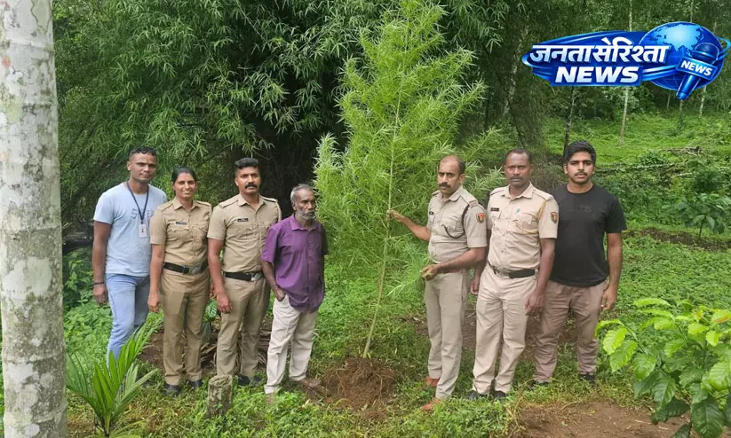 Wayanad : ऑपरेशन थंडर के तहत 360 सेमी लंबा गांजा का पौधा बरामद Wayanad : ऑपरेशन थंडर के तहत 360 सेमी लंबा गांजा का पौधा बरामद