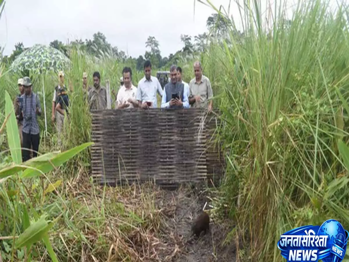 Assam के मानस घास के मैदानों में 9 साल बाद पिग्मी हॉग की वापसी Assam के मानस घास के मैदानों में 9 साल बाद पिग्मी हॉग की वापसी