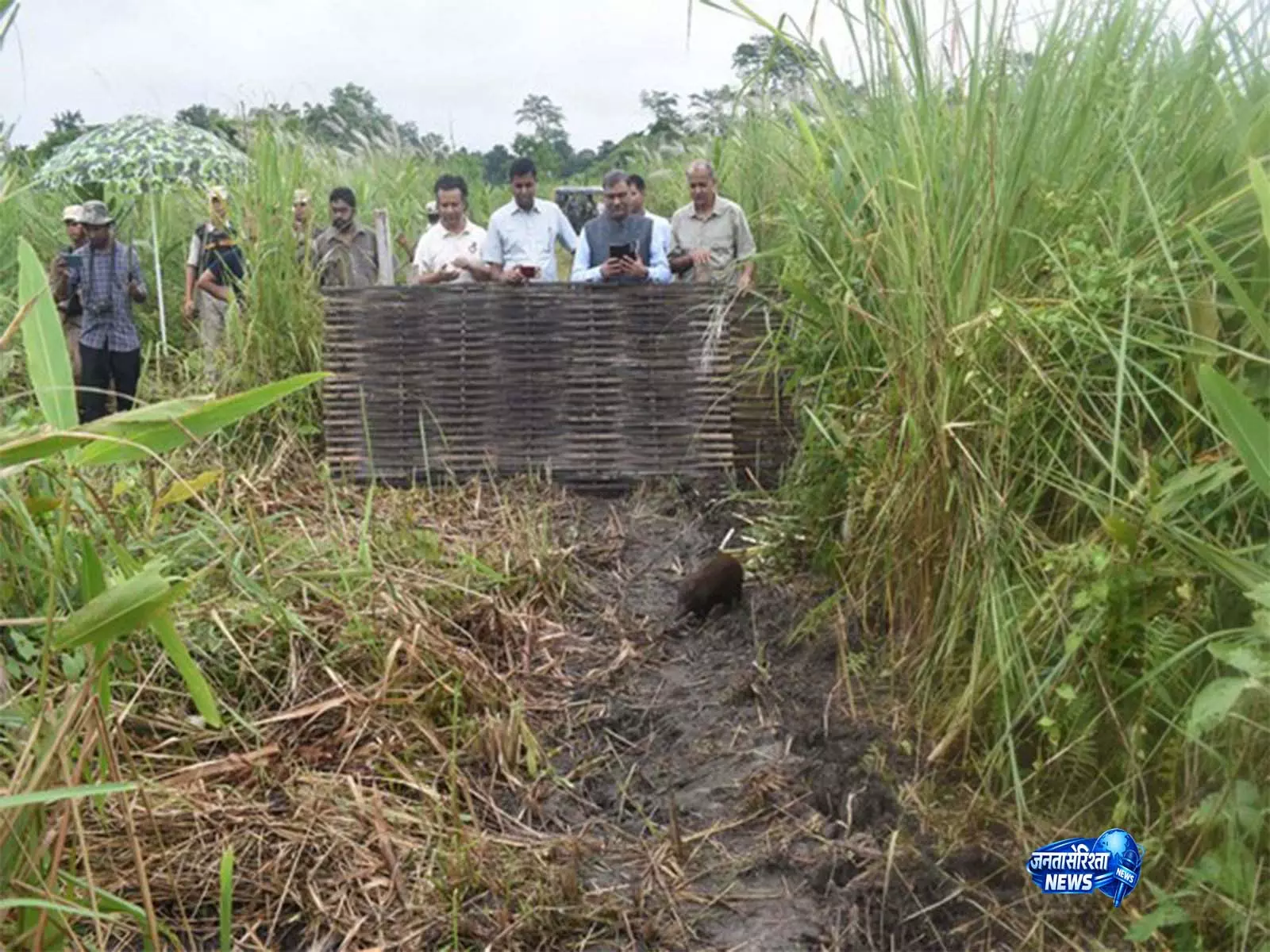 Assam: 15 और पिग्मी हॉग मानस नेशनल पार्क में अपने ऐतिहासिक घर लौटे Assam: 15 और पिग्मी हॉग मानस नेशनल पार्क में अपने ऐतिहासिक घर लौटे