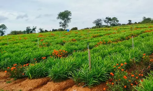 Himachal का बागवानी क्षेत्र निर्यात को बढ़ावा देने के लिए तैयार Himachal का बागवानी क्षेत्र निर्यात को बढ़ावा देने के लिए तैयार