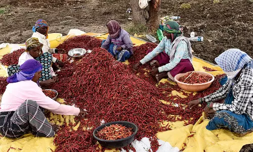 Karnataka : वैश्विक संघर्षों से भारत के मसाला निर्यात को बड़ा झटका, 33% की गिरावट दर्ज