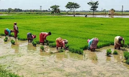 तमिलनाडु: डेल्टा क्षेत्र के किसानों ने केंद्र सरकार से की धान पर अंतरिम एमएसपी बढ़ाने की मांग