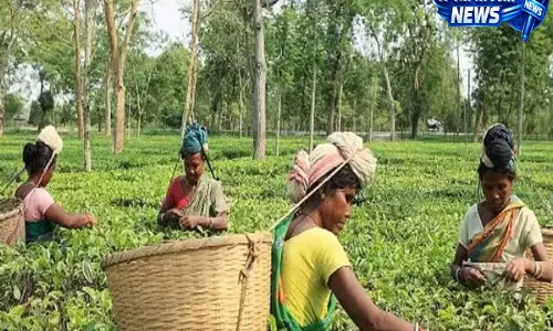 Assam सरकार का बड़ा कदम: चाय बागानों में बढ़ेगा हेल्थकेयर नेटवर्क Assam सरकार का बड़ा कदम: चाय बागानों में बढ़ेगा हेल्थकेयर नेटवर्क