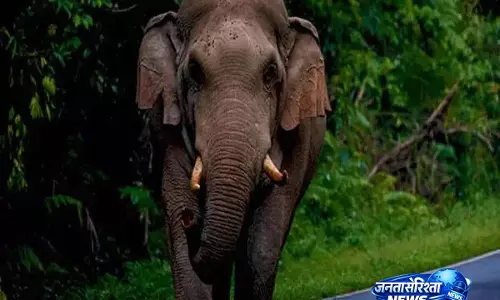 kerala: सूर्यनेल्ली में बेटे को स्कूल ले जा रही महिला को हाथी ने कुचलकर मार डाला kerala: सूर्यनेल्ली में बेटे को स्कूल ले जा रही महिला को हाथी ने कुचलकर मार डाला